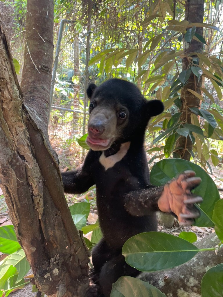 Mano - cub to be released (photo SWC)